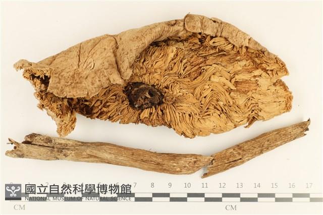 高大環柄菇藏品圖，第1張