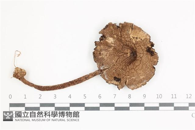 登錄號:F0036524藏品圖，第1張