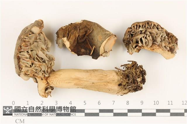 登錄號:F0037524藏品圖，第1張