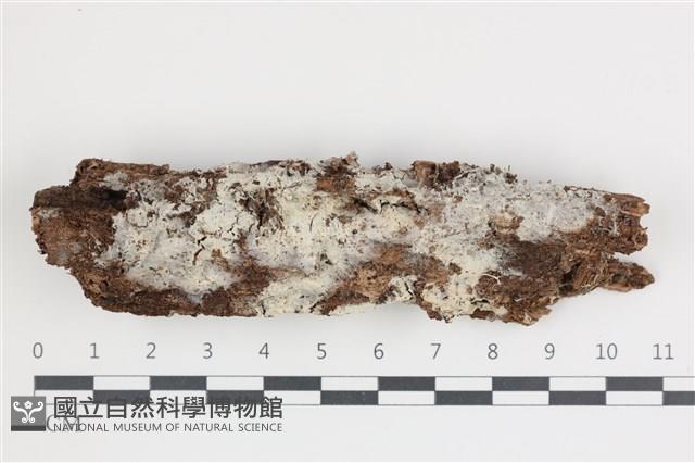 登錄號:F0035524藏品圖，第1張