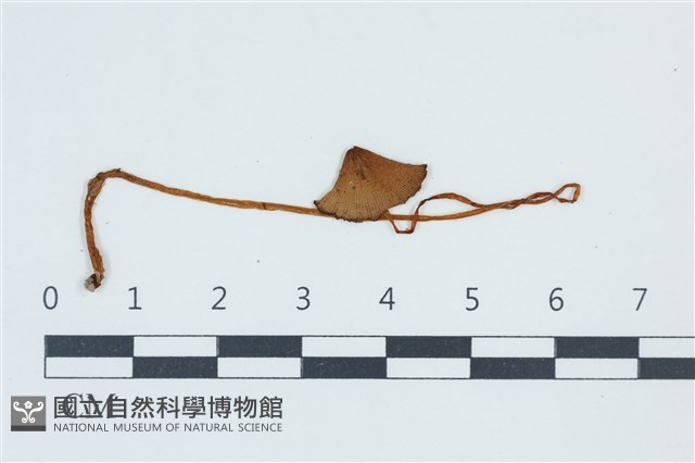 登錄號:F0039524藏品圖，第1張