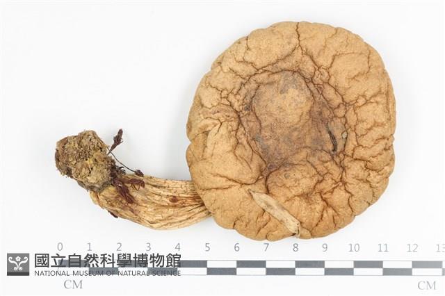 Accession Number:F0036124 Collection Image, Figure 1, Total 3 Figures