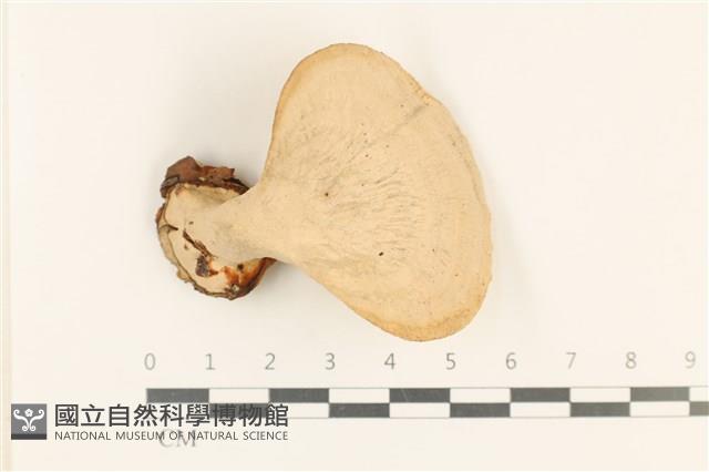 登錄號:F0037124藏品圖，第1張