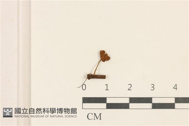 小皮傘屬藏品圖，第1張