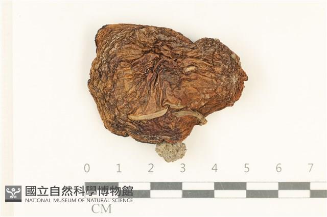 館號:F0038024藏品圖，第1張