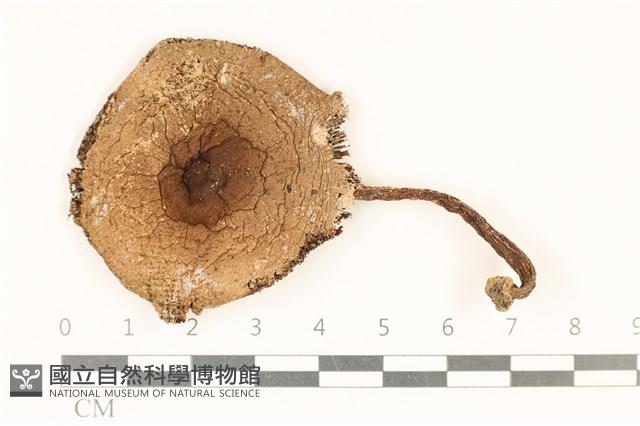登錄號:F0037024藏品圖，第1張