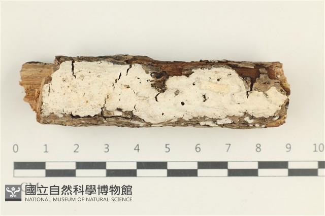 登錄號:F0038324藏品圖，第1張