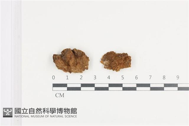 有害木層孔菌藏品圖，第1張