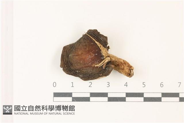 登錄號:F0037324藏品圖，第1張