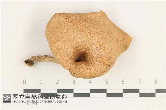 館號:F0038204藏品圖，第1張