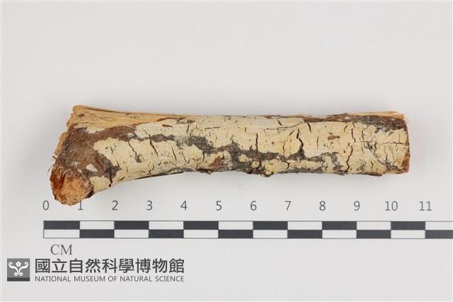 登錄號:F0036204藏品圖，第1張