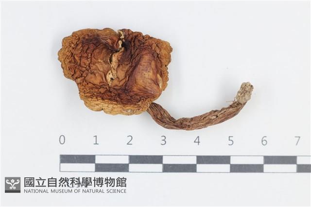 登錄號:F0038804藏品圖，第1張