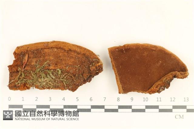 登錄號:F0036804藏品圖，第1張