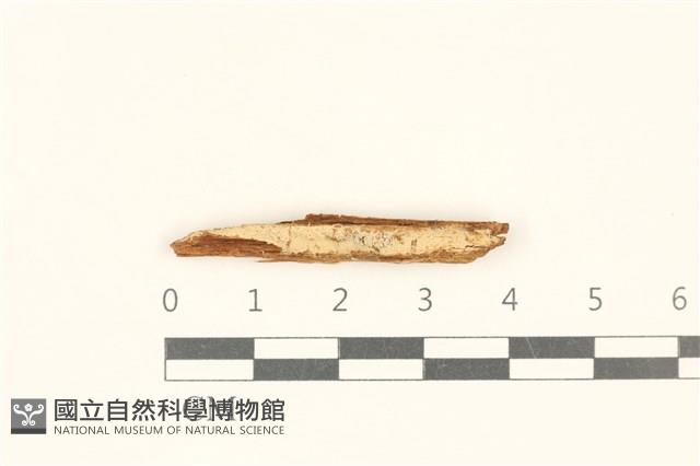 登錄號:F0017804藏品圖，第1張