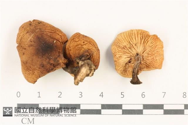 登錄號:F0037804藏品圖，第1張
