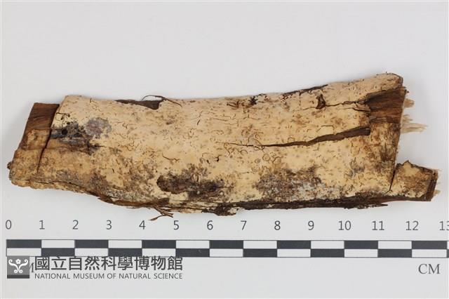 登錄號:F0035804藏品圖，第1張