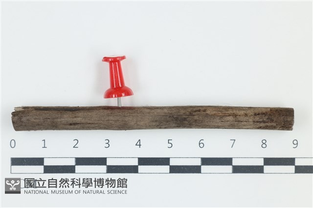 登錄號:F0038904藏品圖，第1張