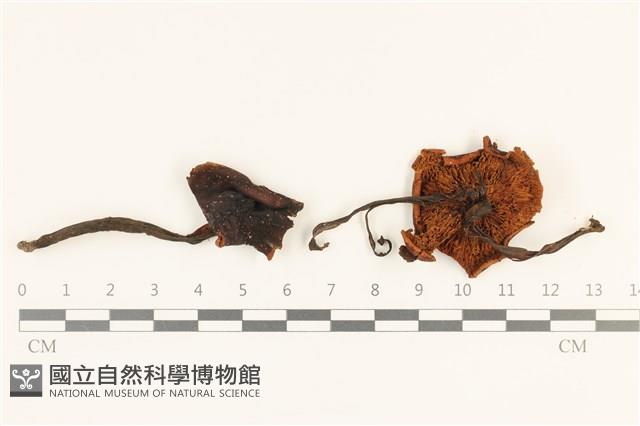 登錄號:F0036904藏品圖，第1張