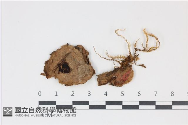 登錄號:F0001904藏品圖，第1張