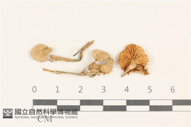 小皮傘屬藏品圖，第1張