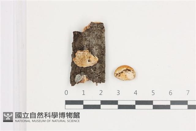 登錄號:F0035904藏品圖，第1張