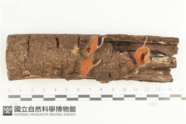 登錄號:F0038604藏品圖，第1張