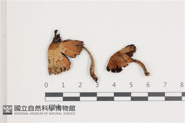 館號:F0036604藏品圖，第1張
