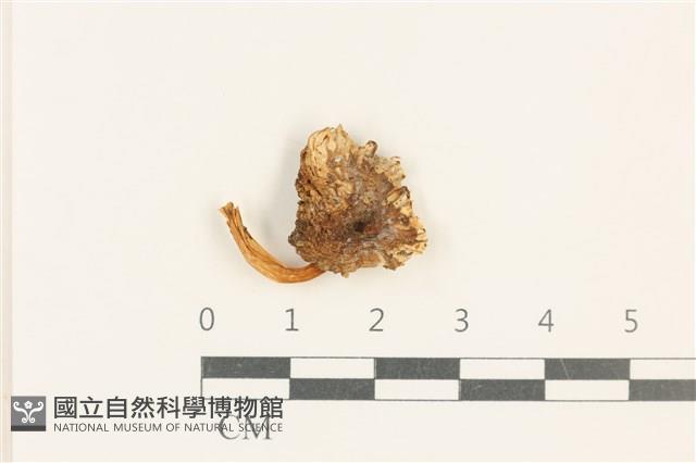 登錄號:F0037604藏品圖，第1張