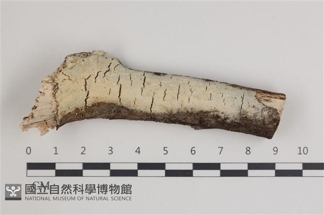 登錄號:F0035604藏品圖，第1張