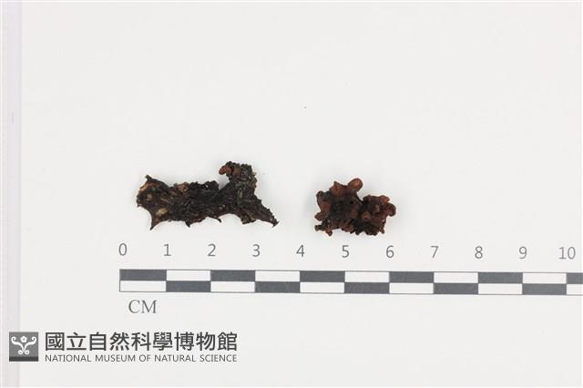 銀耳屬藏品圖，第1張