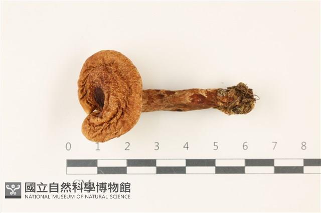 登錄號:F0037404藏品圖，第1張