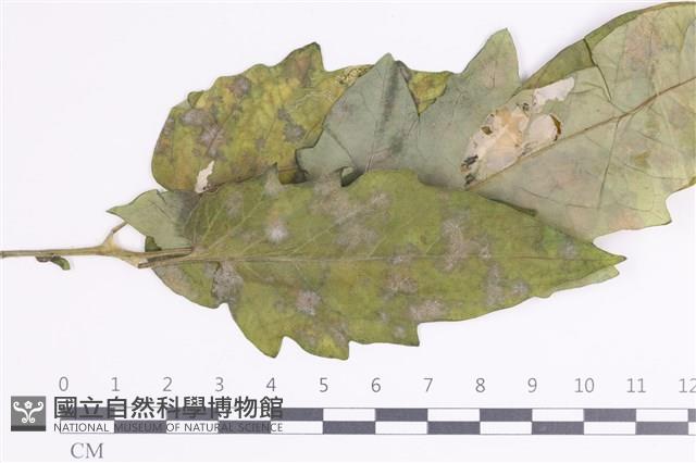 登錄號:F0035404藏品圖，第1張