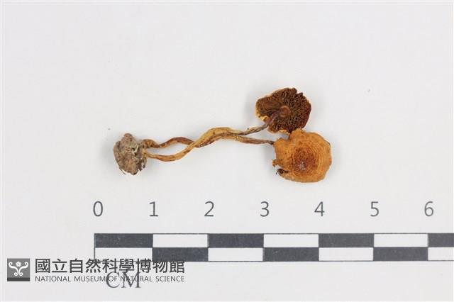 傘菌屬藏品圖，第1張