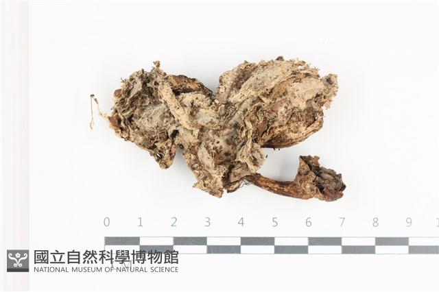 地星屬藏品圖，第1張