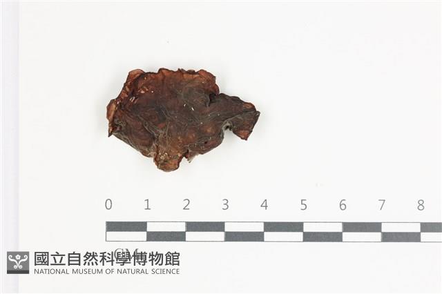 登錄號:F0035704藏品圖，第1張