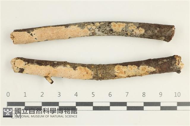 登錄號:F0038504藏品圖，第1張