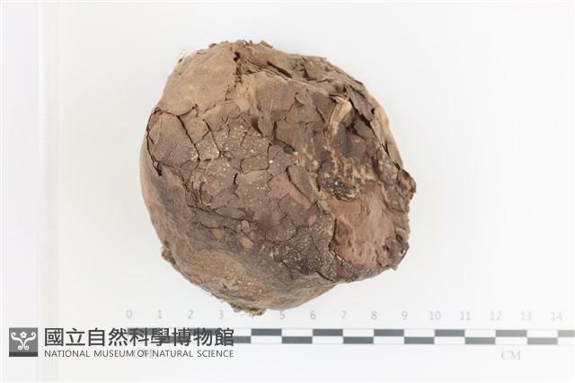 紫色禿馬勃藏品圖，第1張