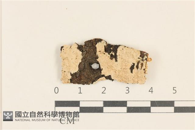 登錄號:F0017504藏品圖，第1張