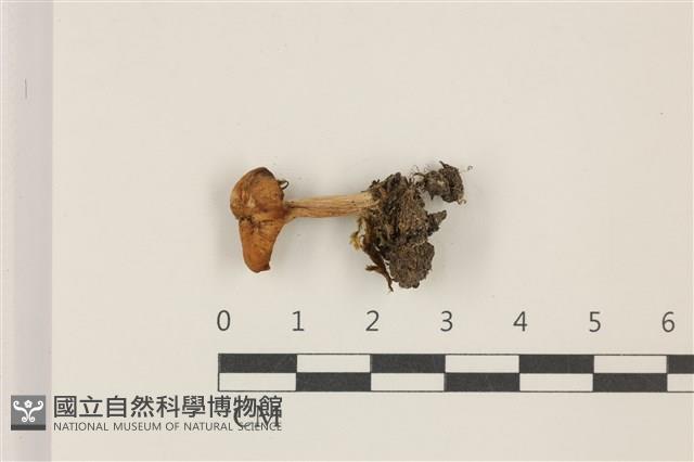 登錄號:F0037504藏品圖，第1張