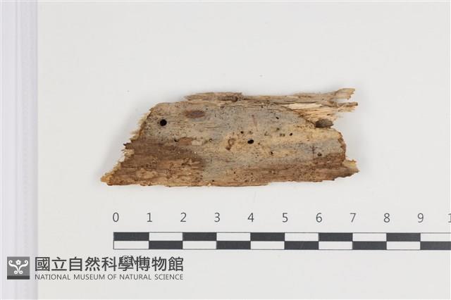 絲皮菌屬藏品圖，第1張