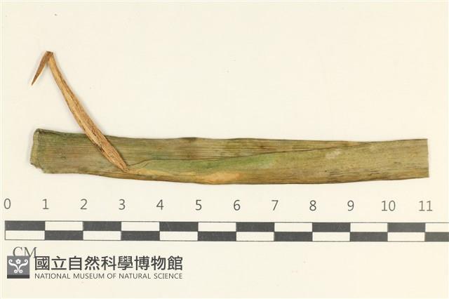 登錄號:F0038104藏品圖，第1張