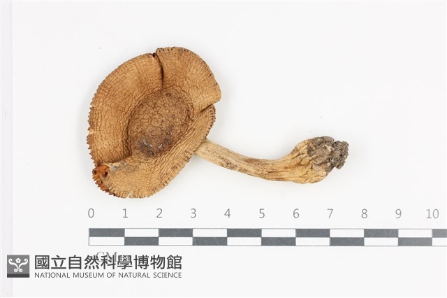 登錄號:F0036104藏品圖，第1張
