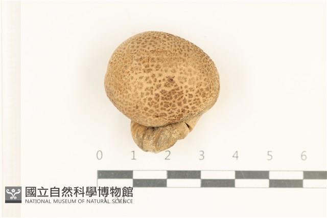 紫色禿馬勃藏品圖，第1張