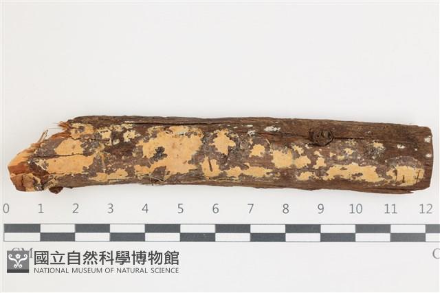 登錄號:F0036004藏品圖，第1張