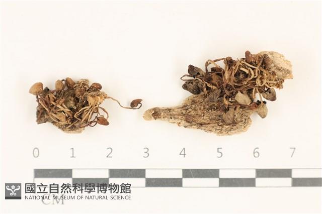 登錄號:F0037004藏品圖，第1張