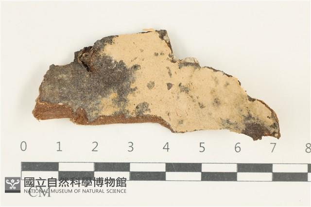 登錄號:F0038304藏品圖，第1張