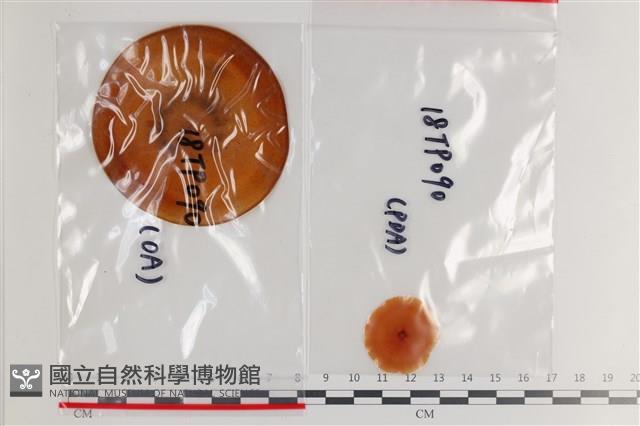 登錄號:F0036304藏品圖，第1張