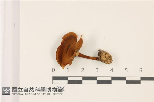 登錄號:F0037304藏品圖，第1張