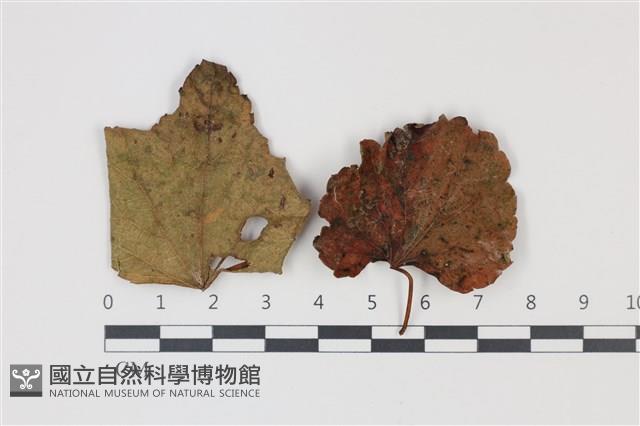 登錄號:F0035304藏品圖，第1張