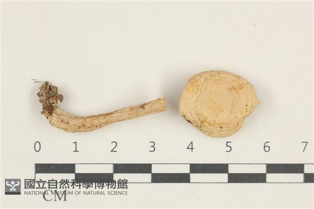 乳菇屬藏品圖，第1張